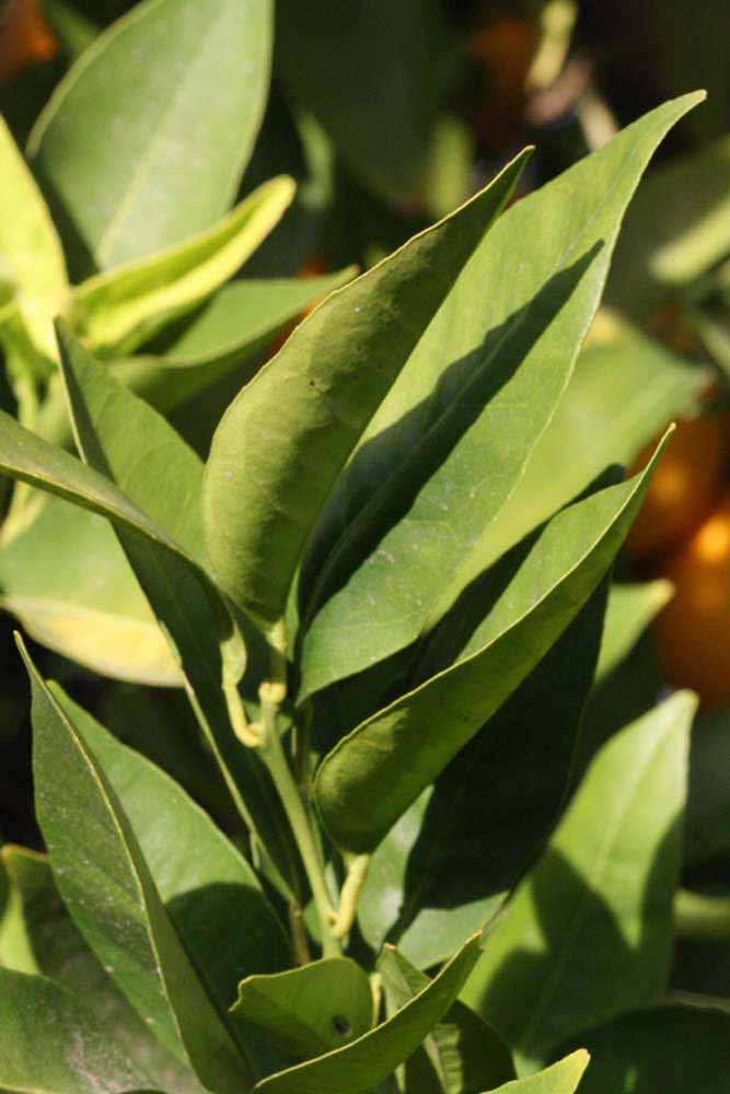            Sun leaves (Riverside, CA)   